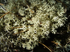 Cladonia arbuscula mitis