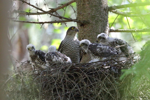 Paukštvanagis nuotrauka