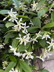 Trachelospermum jasminoides
