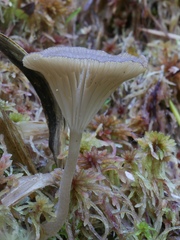 Arrhenia sphagnicola