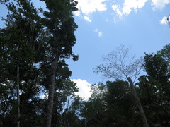 Casimiroa
