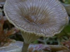 Arrhenia sphagnicola