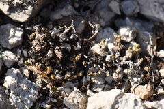 Selaginella peruviana