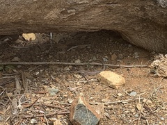 Pholidoscelis plei
