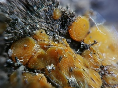 Ramsbottomia crechqueraultii