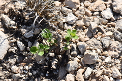 Carlowrightia torreyana