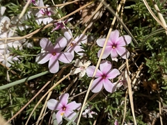 Phlox austromontana