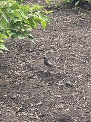 Mimus polyglottos