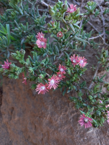 Image of Delosperma testaceum by (c) Christiaan Viljoen, some rights reserved (CC BY)