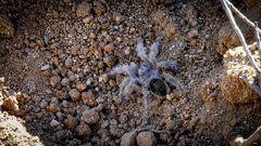 Grammostola