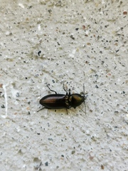 Selatosomus aeneus