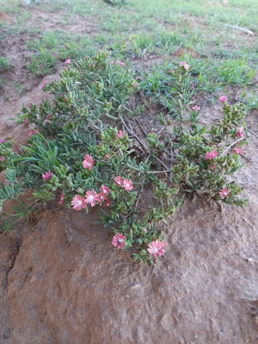 Image of Delosperma testaceum by (c) Christiaan Viljoen, some rights reserved (CC BY)