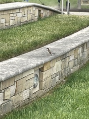 Passer domesticus