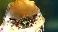 Clibanarius virescens