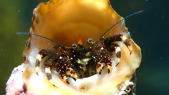 Clibanarius virescens