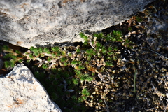 Selaginella peruviana