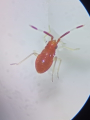 Deraeocoris ruber