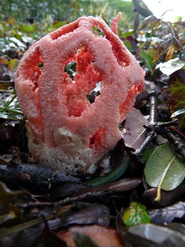 red-cage fungus