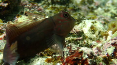 Cirripectes vanderbilti