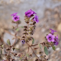 Phacelia pulchella