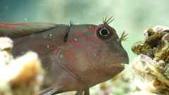 Cirripectes vanderbilti