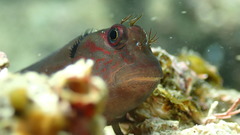 Cirripectes vanderbilti