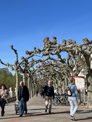 Platanus × hispanica