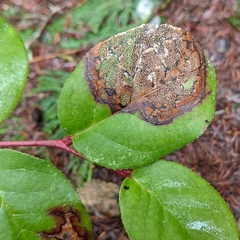 Cameraria gaultheriella