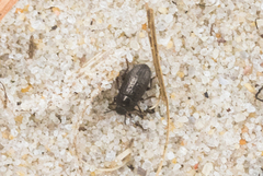 Blapstinus metallicus