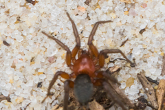 Gnaphosa sericata