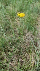 Achillea tomentosa