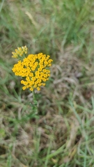 Achillea tomentosa