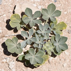 Pediomelum castoreum