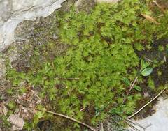 Encalypta streptocarpa