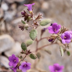 Phacelia pulchella