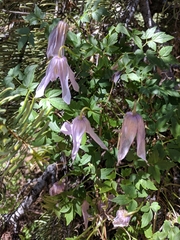 Clematis occidentalis