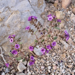 Phacelia pulchella