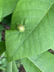 Phylloxera notabilis