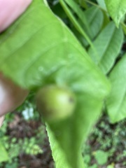 Phylloxera notabilis