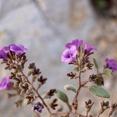 Phacelia pulchella