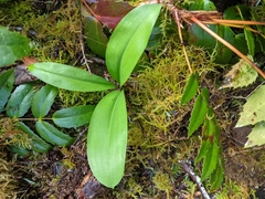 Clintonia uniflora