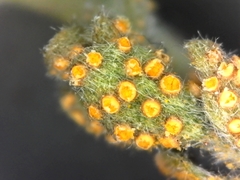 Puccinia cressae