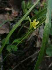 Gagea granulosa