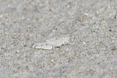 Trimerotropis maritima