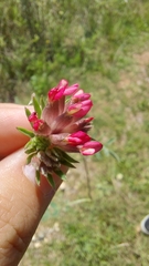 Anthyllis vulneraria rubriflora