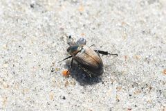 Strigoderma arbicola
