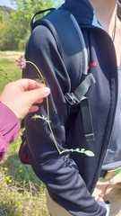 Anthyllis vulneraria rubriflora