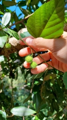 Byttneria urticifolia