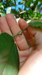 Byttneria urticifolia