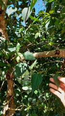 Byttneria urticifolia